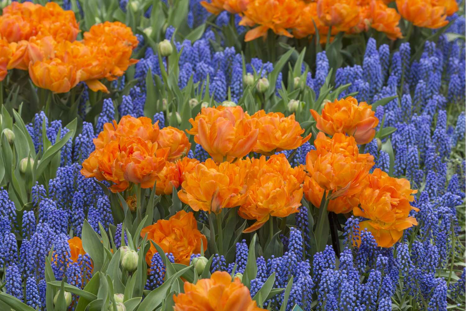 Tulipan 'Orca'